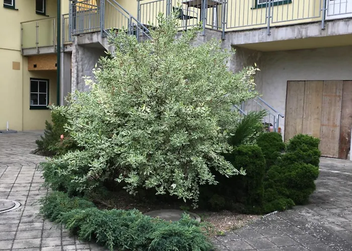 Zur Alten Schule Hotel Pitten